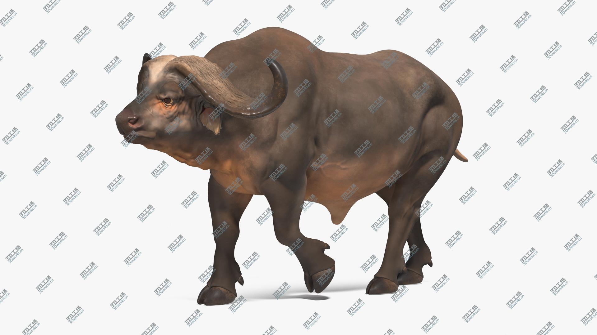 images/goods_img/202104093/3D model African Buffalo Walking Pose/1.jpg